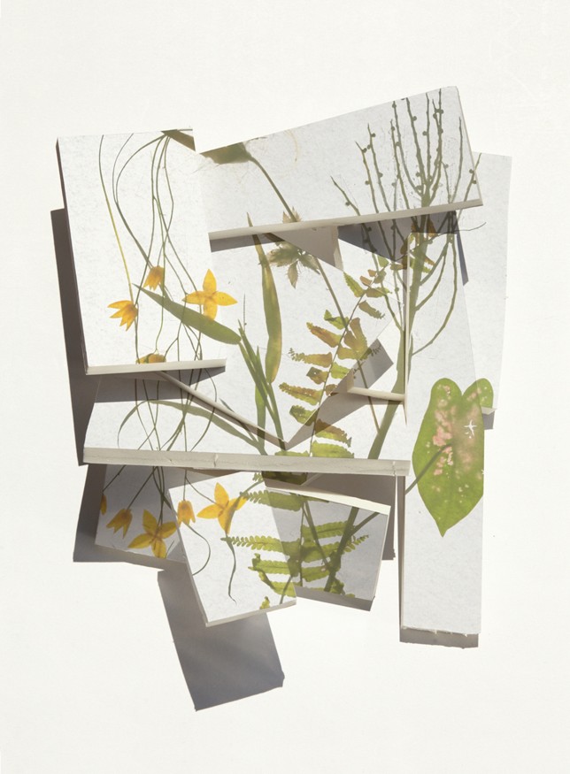 Hängendes Sternkraut, Print auf Barytpapier, Goldrahmen, Glas entspiegelt, 60 x 80 cm, 2021, Auflage 5
